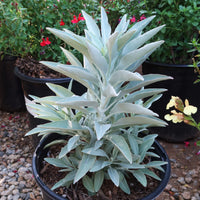 California White Sage plant adding texture and color to a native garden landscape.