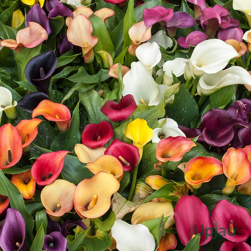 Calla Lily plants with elegant trumpet-shaped flowers