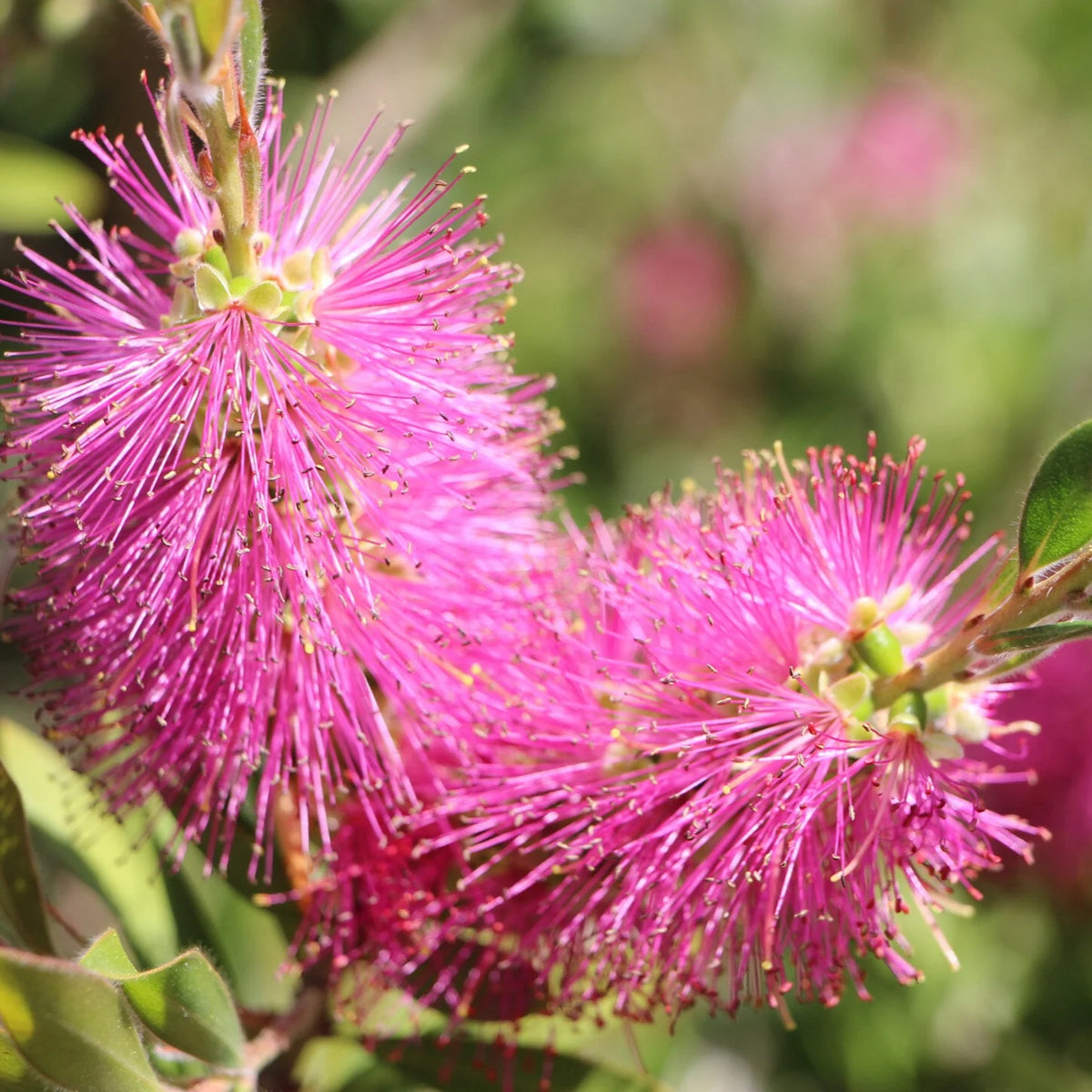 BottleBrush Flower Seeds for Planting, Heirloom, Non-GMO, 100 pcs