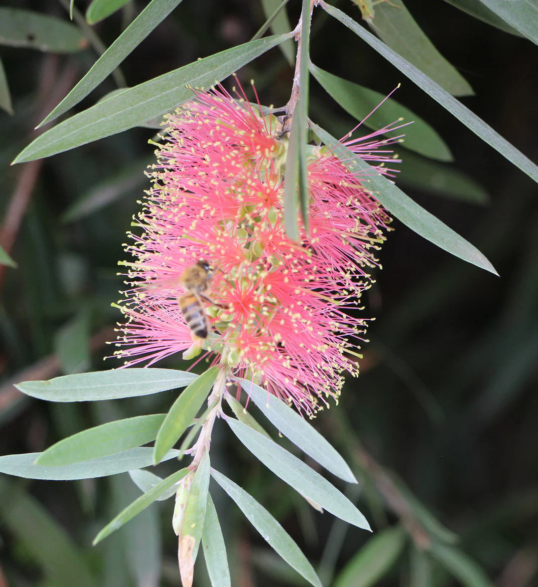 BottleBrush Flower Seeds for Planting, Heirloom, Non-GMO, 100 pcs