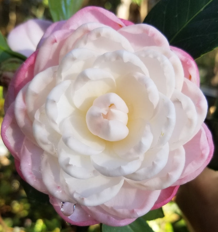 White Light Red Camellia Seeds for Planting – Organic, Heirloom, Non-GMO Flowers