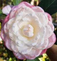 White Light Red Camellia Seeds for Planting – Organic, Heirloom, Non-GMO Flowers