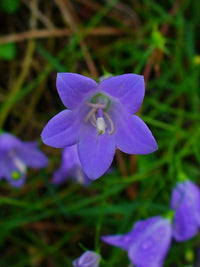 Heirloom Bell Flower Seeds, Non-GMO Charming Blooms for Cottage-Style Garden Planting