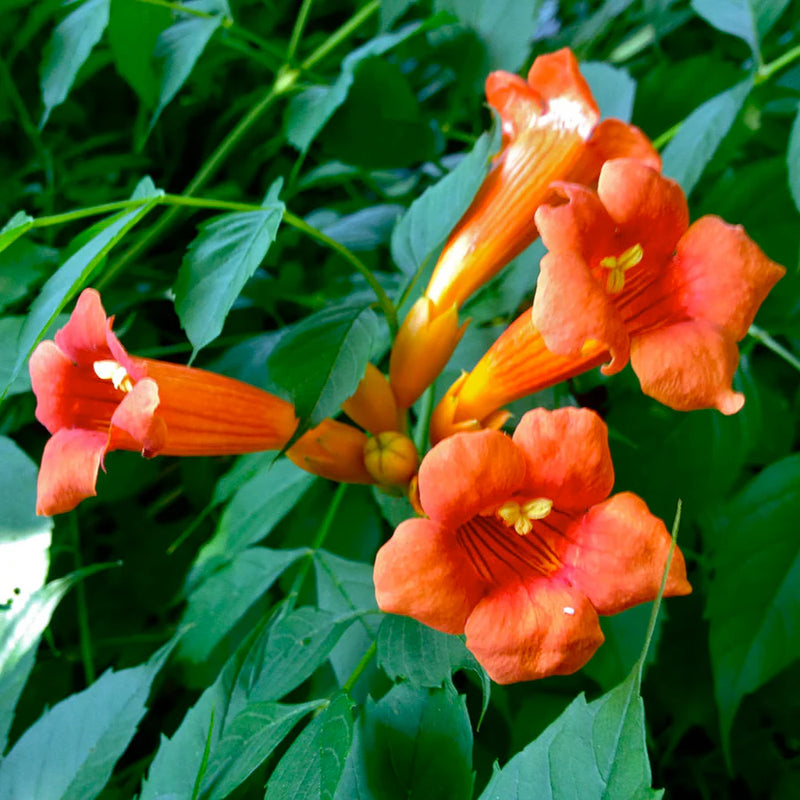 Orange Clematis Flower Seeds – Heirloom Non-GMO Climbing Blooms for Garden Fences and Arbors