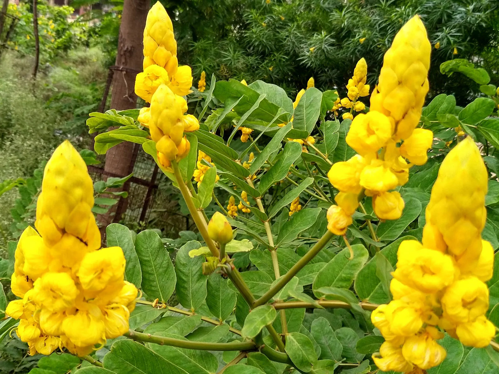 Heirloom Non-GMO Senna Alata Flower Seeds for Planting – Tropical Medicinal Blooms for Ornamental Gardens