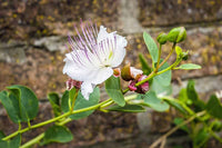 White Caper Flower Seeds for Planting, NON GMO Seeds