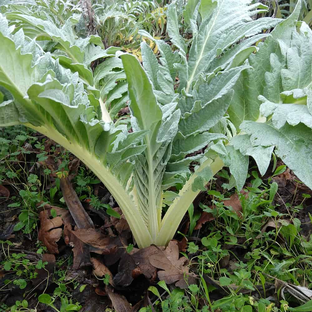 Heirloom White Cardoon vegetable seeds ready for garden planting.
