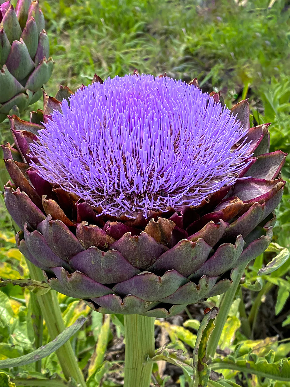 Blue Cardoon Seeds for Planting – Organic, Heirloom, Non-GMO Flower Seeds