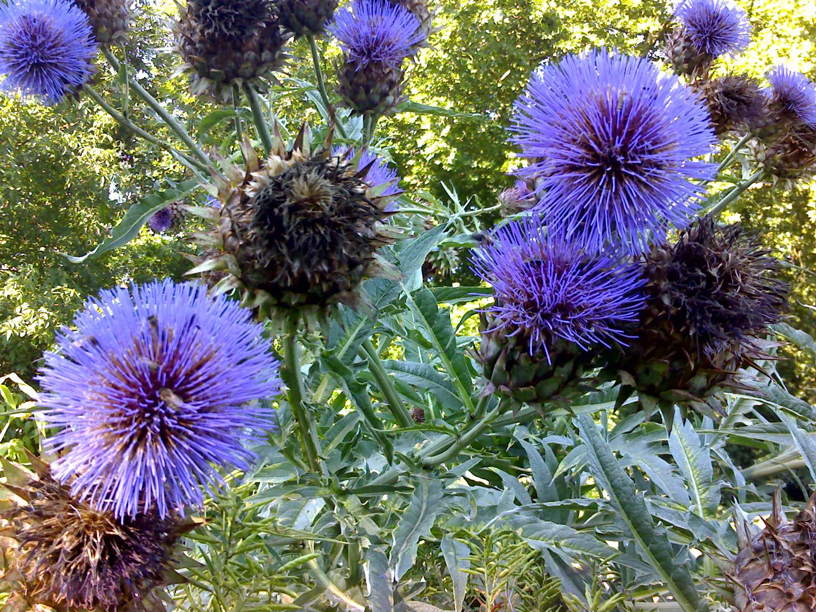 Mature French Globe Artichoke Purple growing in a home vegetable garden