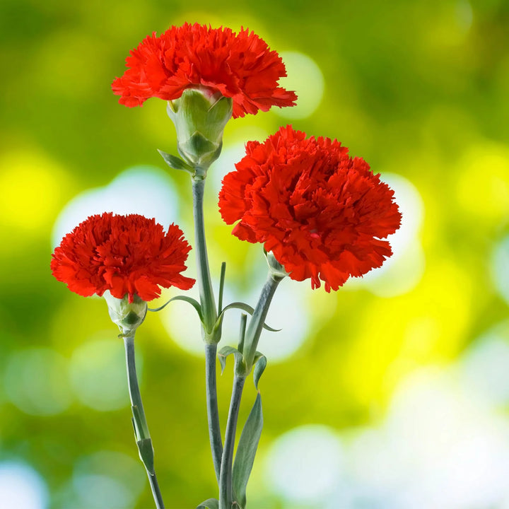 Heirloom Non-GMO Carnation Flower Seeds for Planting – Fragrant Long-Lasting Garden Blooms