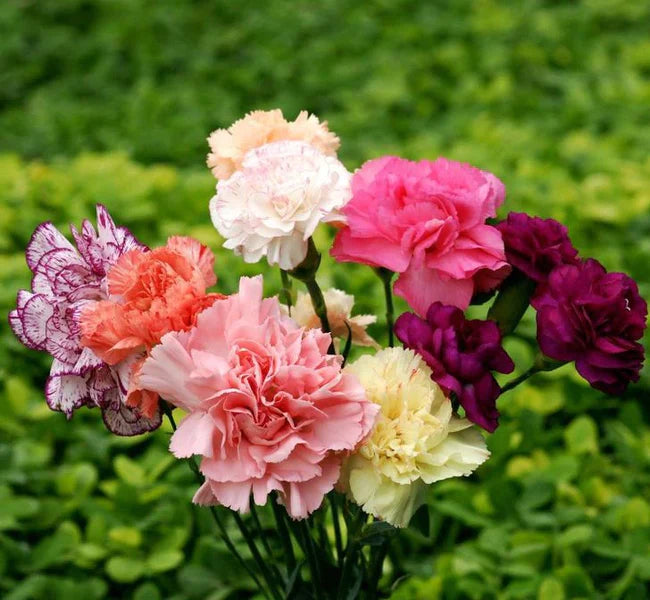 Carnation Flower Seeds for Planting, Heirloom, Non-GMO, 100 pcs