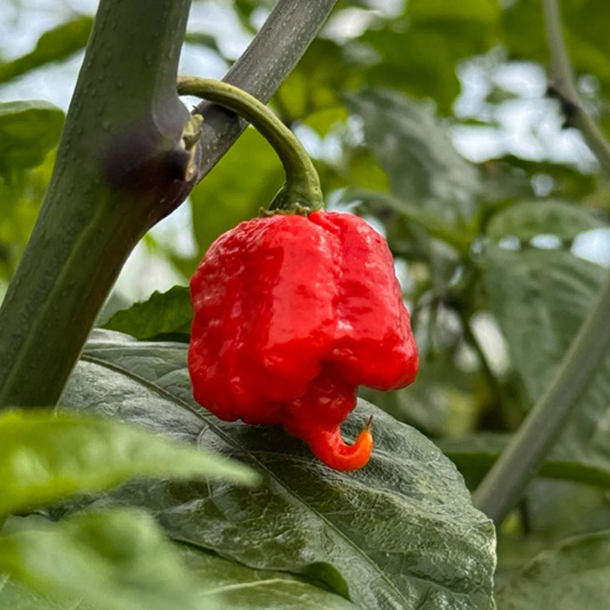 Spicy Hot Pepper Vegetable Seeds for Planting heirloom & Non-GMO Seeds
