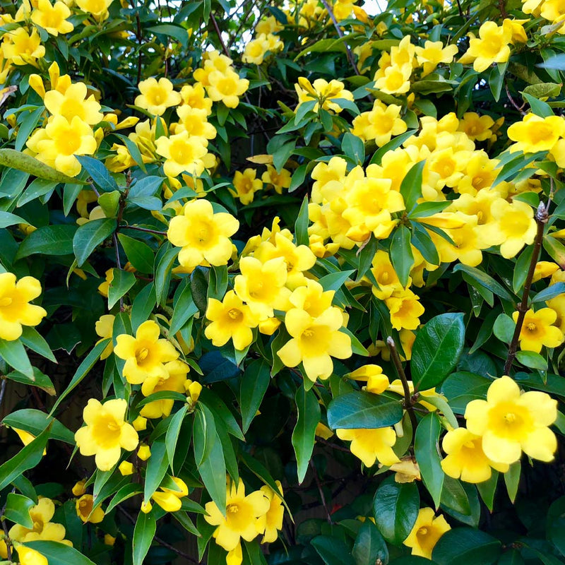 Carolina Yellow Jasmine Perennial Vine Seeds for Planting NON GMO Seeds for planting in home garden