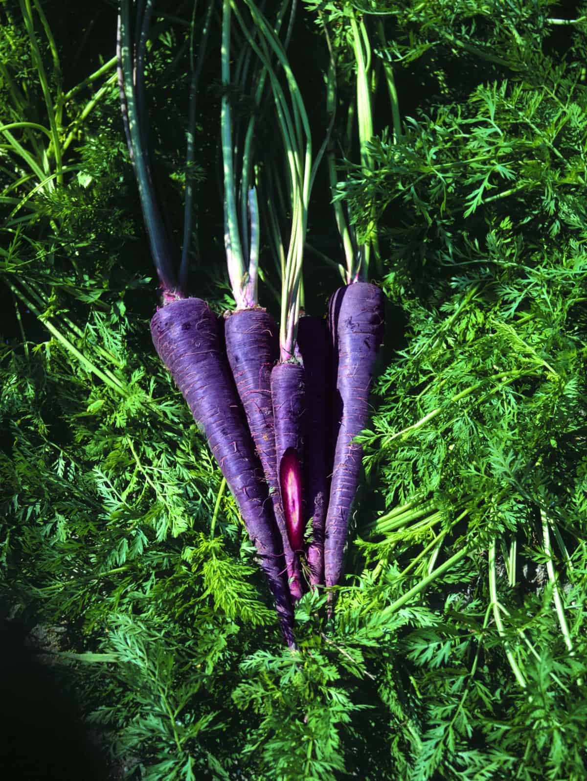Purple Haze carrot seeds for planting in home vegetable gardens.