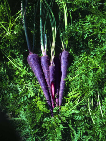 Purple Haze carrot seeds for planting in home vegetable gardens.