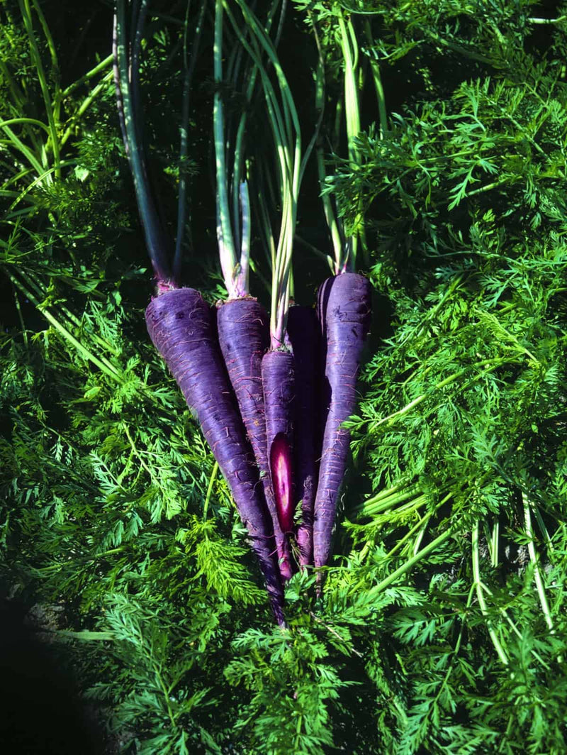 Purple Haze carrot seeds for planting in home vegetable gardens.
