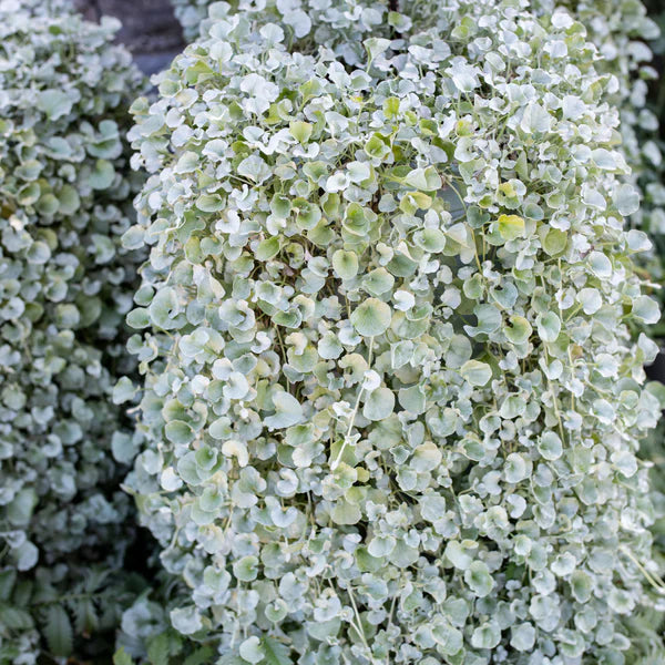 Cascading Dichondra Silver Falls with silvery foliage in a hanging basket.
