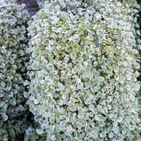 Cascading Dichondra Silver Falls with silvery foliage in a hanging basket.