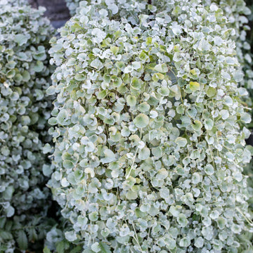 Cascading Dichondra Silver Falls with silvery foliage in a hanging basket.