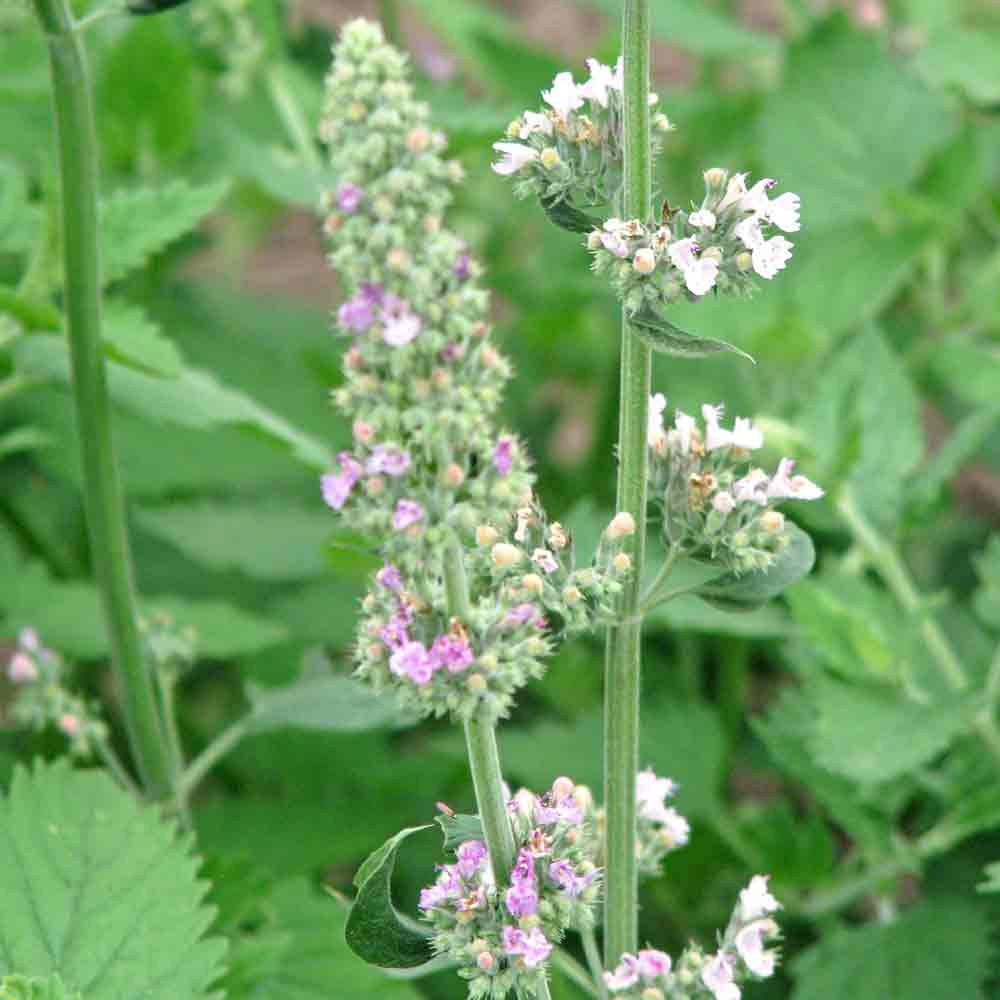 Heirloom Non-GMO Catnip Catmint Flower Seeds for Planting – Aromatic Herb Flower Seeds