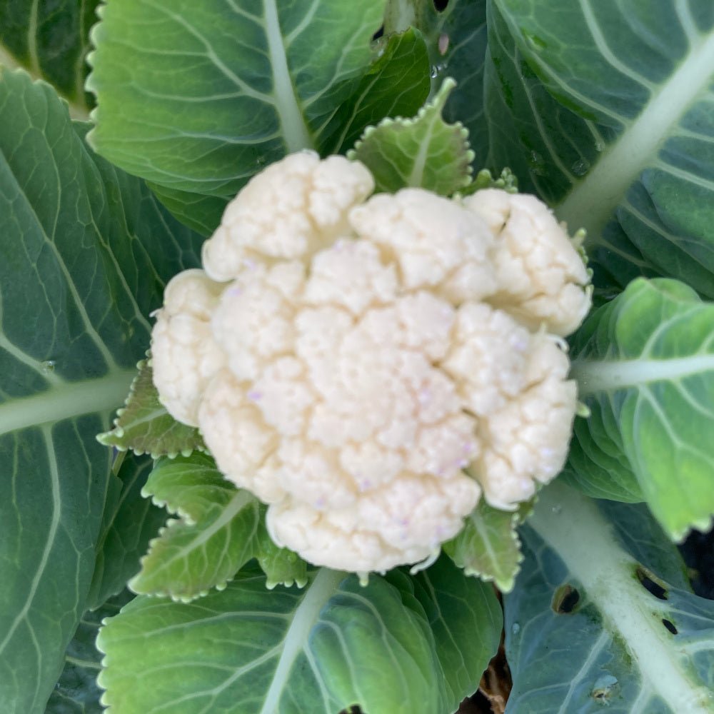 Healthy cauliflower plug plants ready for transplanting into a vegetable garden.
