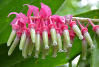 Heirloom Non-GMO Cavendishia Grandifolia Flower Seeds for Planting – Rare Tropical Garden Blooms