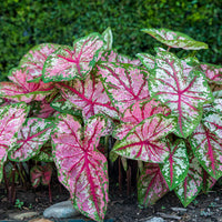 Caladium Bicolor Seeds