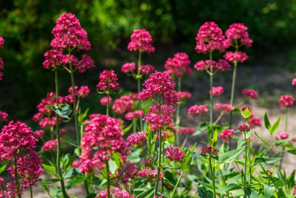 Organic Centranthus Ruber Flower Seeds for Planting – Heirloom, Non-GMO
