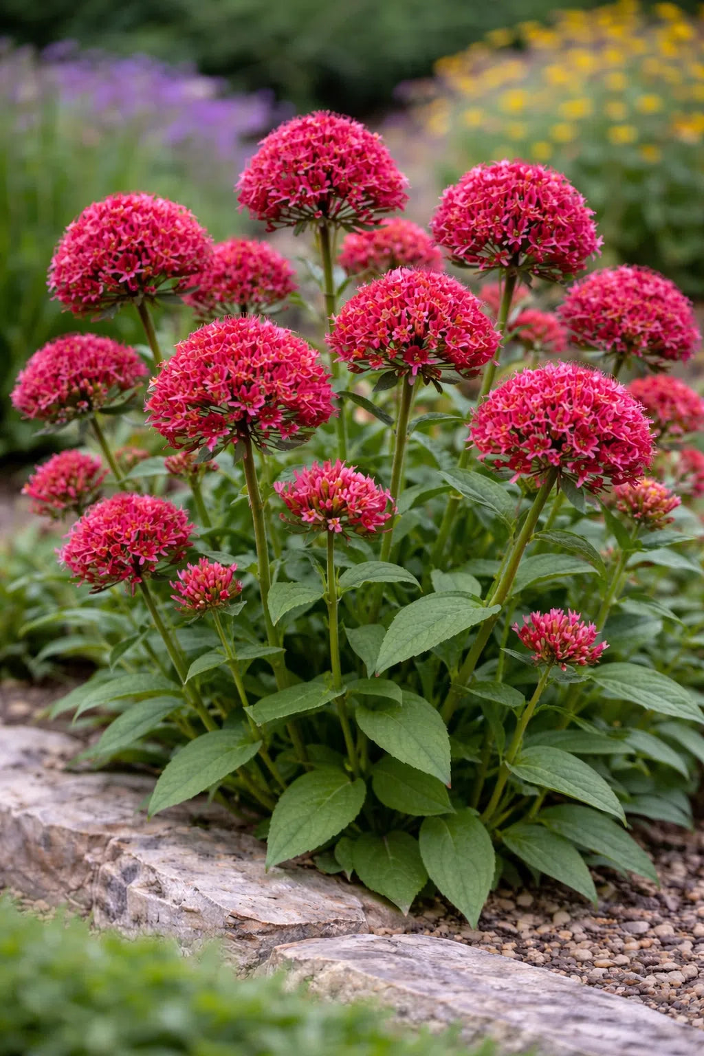 Organic Centranthus Ruber Flower Seeds for Planting – Heirloom, Non-GMO