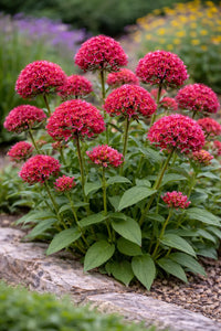 Organic Centranthus Ruber Flower Seeds for Planting – Heirloom, Non-GMO