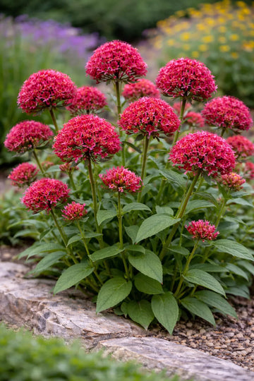 Organic Centranthus Ruber Flower Seeds for Planting – Heirloom, Non-GMO
