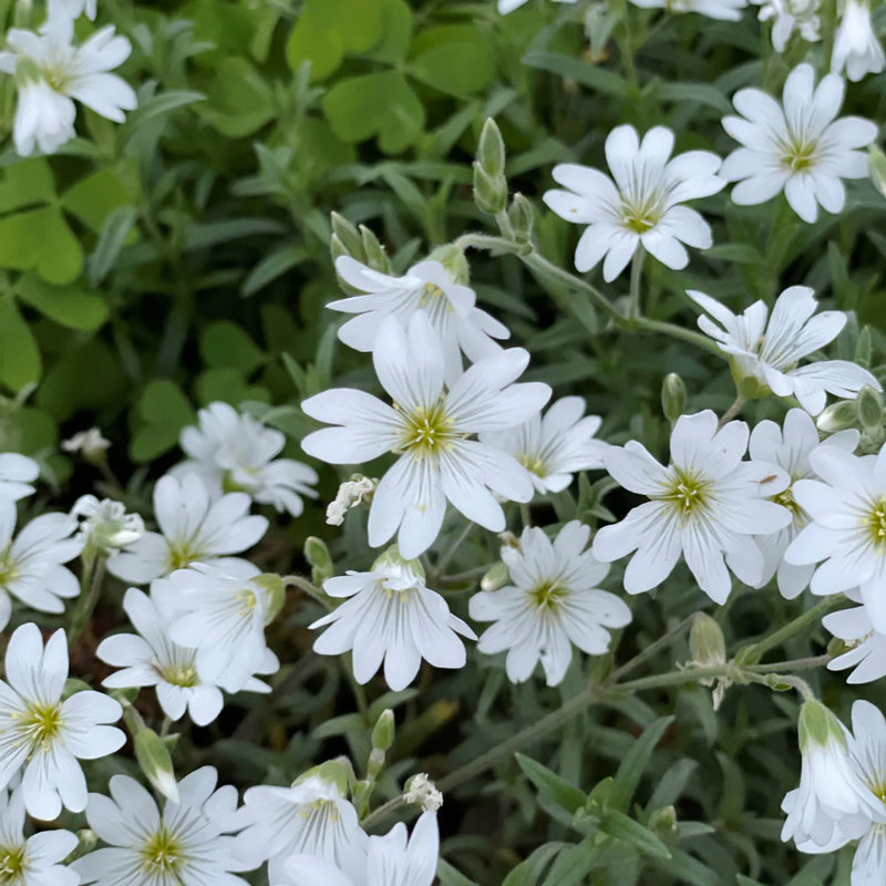 Heirloom Silver Carpet Flower Seeds for Garden Planting, Non-GMO, Drought-Tolerant Ground Cover Blooms