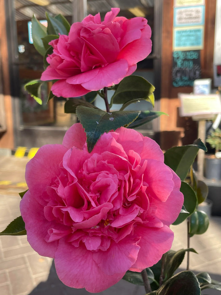 Camellia Japonica Flower Seeds – Heirloom Non-GMO Garden Blooms for Lush Landscaping