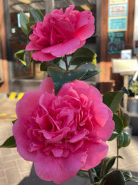Camellia Japonica Flower Seeds – Heirloom Non-GMO Garden Blooms for Lush Landscaping