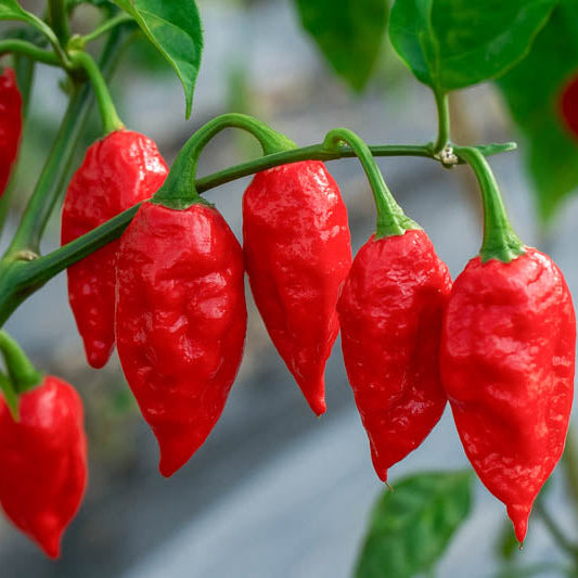 Ghost Pepper Bhut Jolokia Seeds for Planting heirloom & Non-GMO Seeds