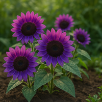Violet Mini Sunflower Seeds for Planting â€“ Unique Dwarf Blooms for Garden Pots & Borders for planting in home garden