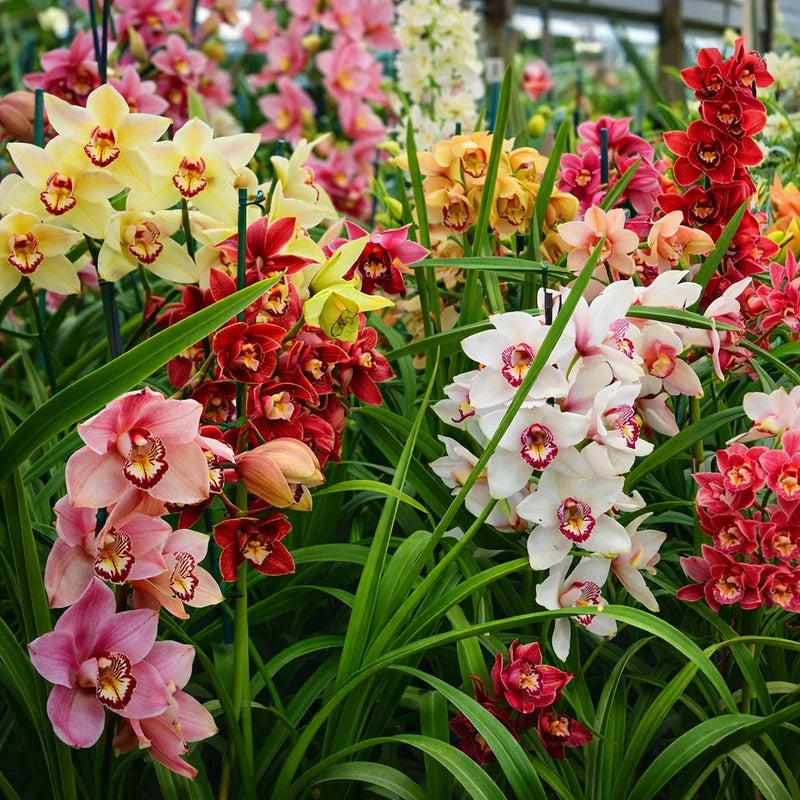 Mixed Cymbidium planting selection with green foliage