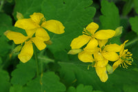 Yellow Chelidonium Flower Seeds for Planting â€“ NON GMO Seeds
