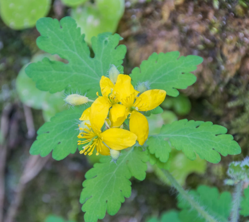 Yellow Chelidonium Flower Seeds for Planting â€“ NON GMO Seeds for planting in home garden