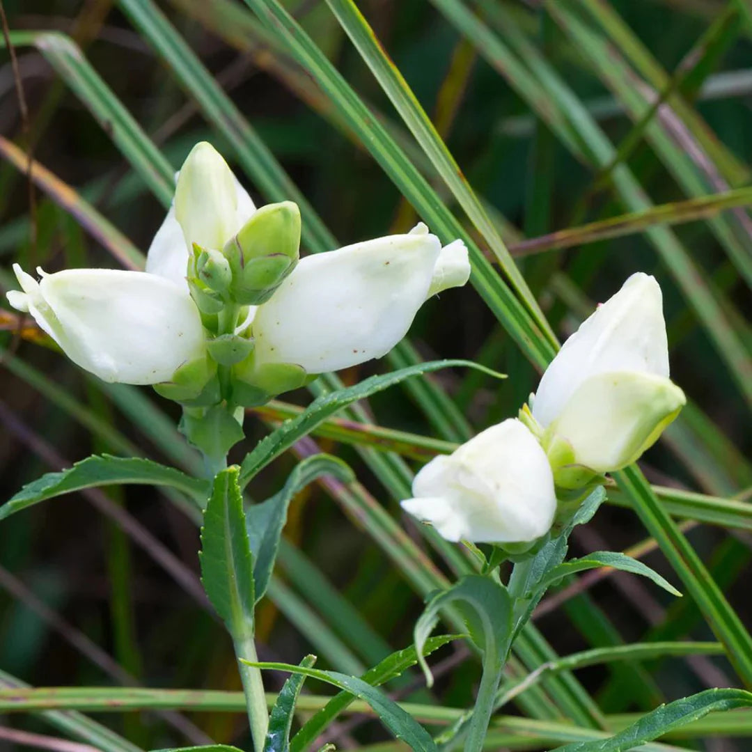 Chelone Glabra Flower Seeds – Heirloom Non-GMO Seeds for Moist and Shade Garden Planting