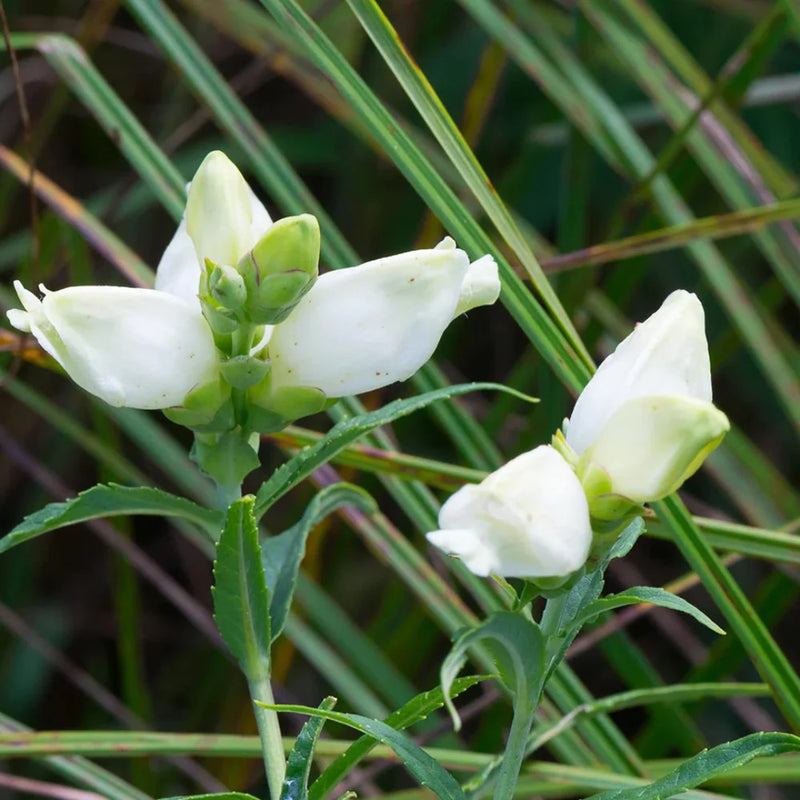Chelone Glabra Flower Seeds – Heirloom Non-GMO Seeds for Moist and Shade Garden Planting