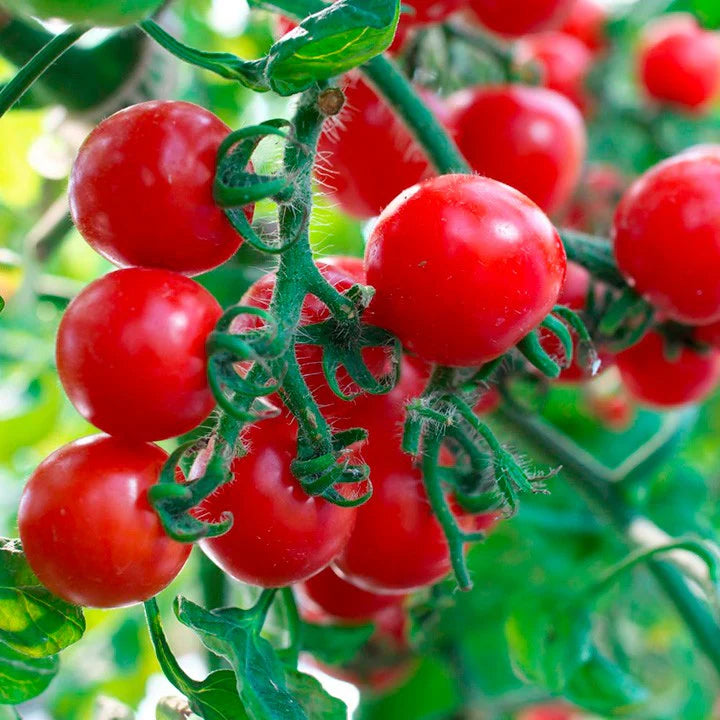 Birdie Rouge Red Cherry Tomato Seeds for Planting heirloom & Non-GMO Seeds