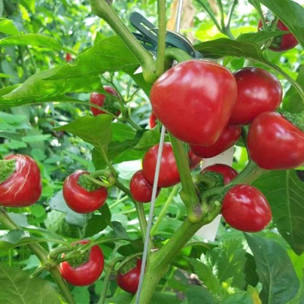 Chili Tomato Solanum lycopersicum seeds for garden planting