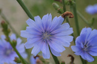 Antler Chicory wildflower seeds for planting in home gardens