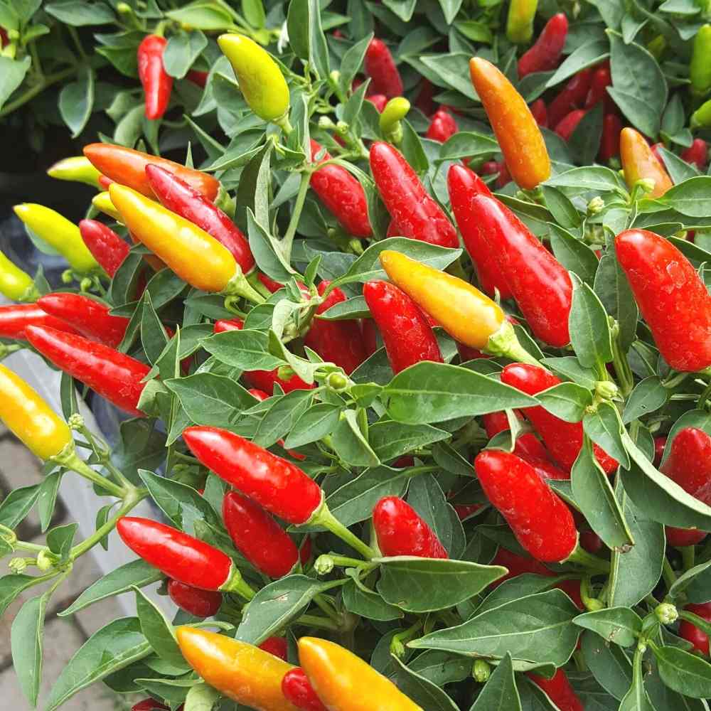 Philippine Hot Pepper Vegetable Seeds for Planting heirloom & Non-GMO Seeds
