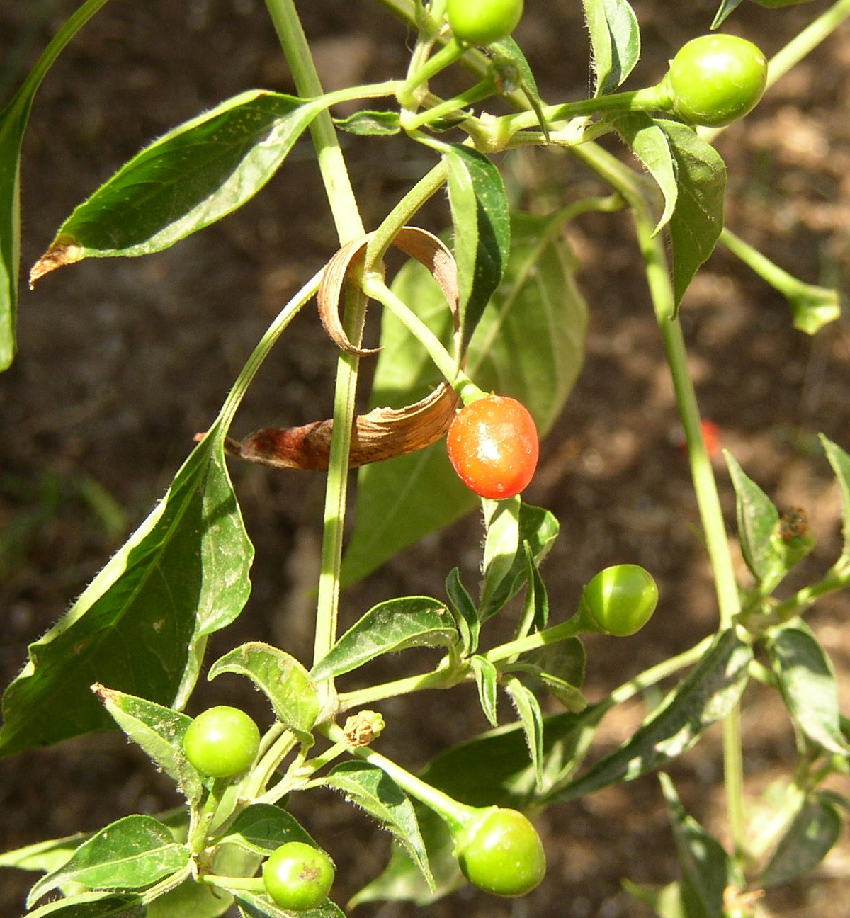 Healthy Texas Chiltepin pepper plant growing in a garden