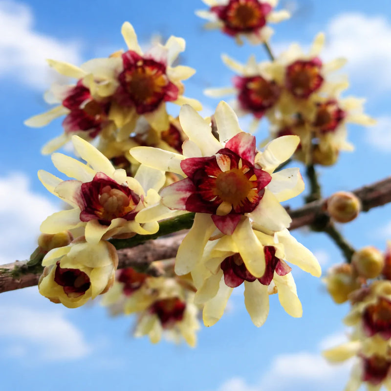 Chimonanthus Praecox Flower Seeds Heirloom Non GMO Planting - 100 pcs