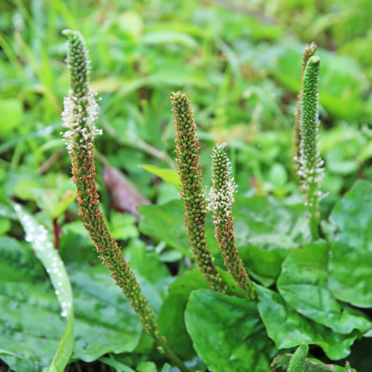 Japanese Mint Seeds for Planting heirloom & Non-GMO Seeds