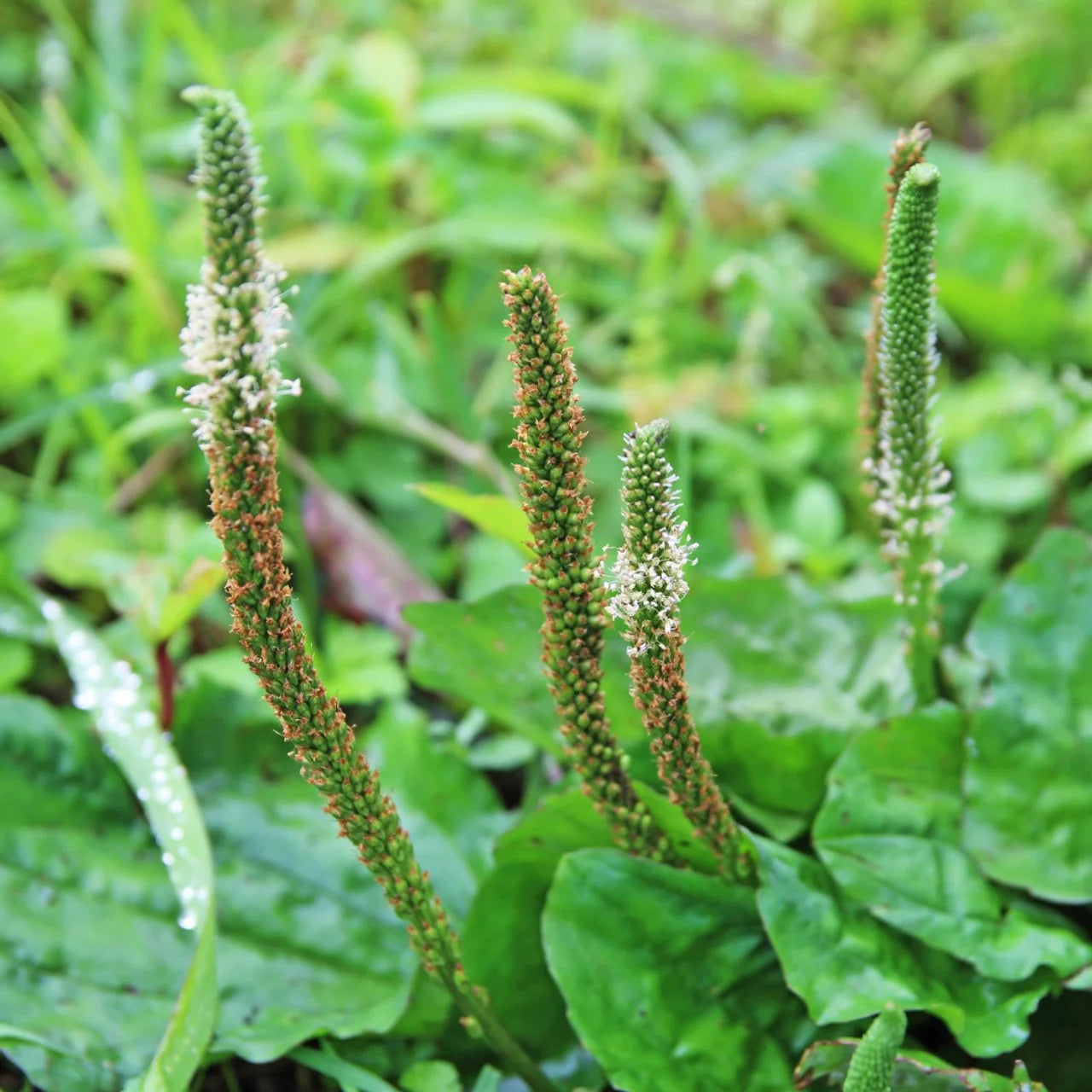 Japanese Mint Seeds for Planting heirloom & Non-GMO Seeds