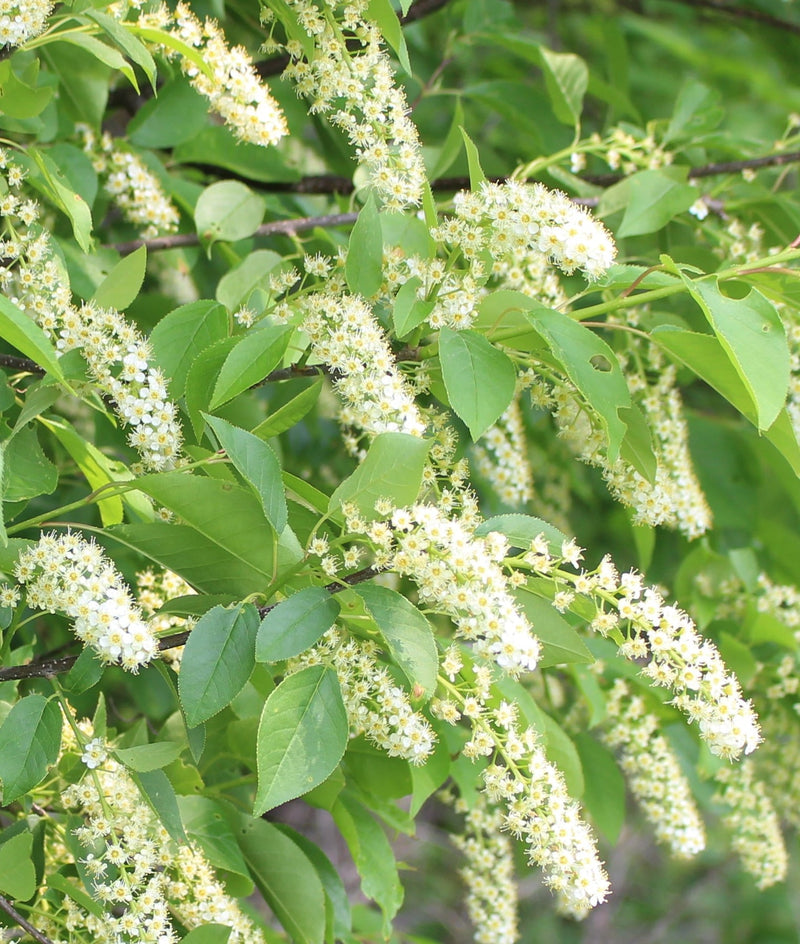 Heirloom Non-GMO Verbena Chokecherry Flower Seeds for Planting – Pollinator-Friendly Blooms - Non-GMO for planting in home garden
